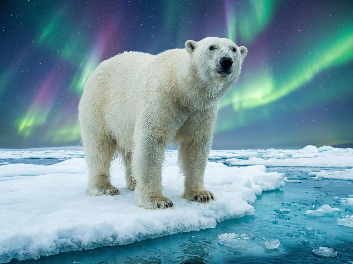 男同视频北极熊保护视频